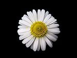 220px-Daisy_Gänseblümchen_Bellis_perennis_01.jpg