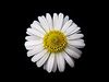 220px-Daisy_Gänseblümchen_Bellis_perennis_01.jpg