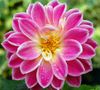 flowers.jpg
