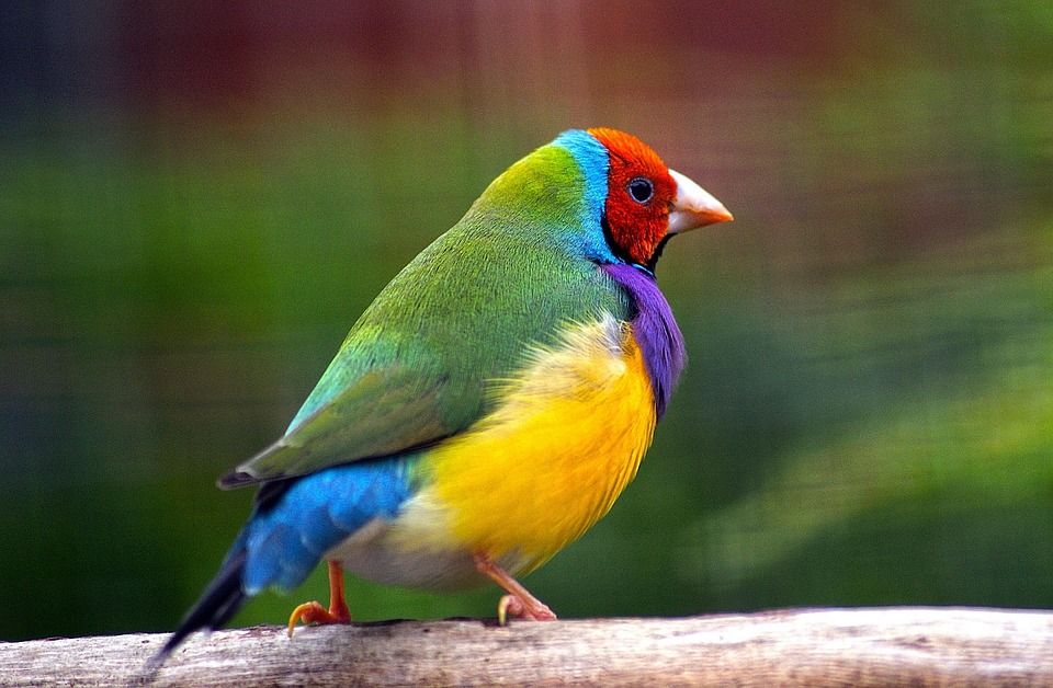 gouldian-finch-2022851_960_720.jpg