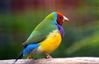 gouldian-finch-2022851_960_720.jpg
