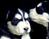 husky-puppies-wallpaper-for-desktop-hn9fwdqv.jpg