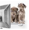Computing Pups.JPG