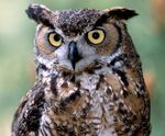 greathornedowl-01.jpg