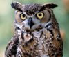 greathornedowl-01.jpg