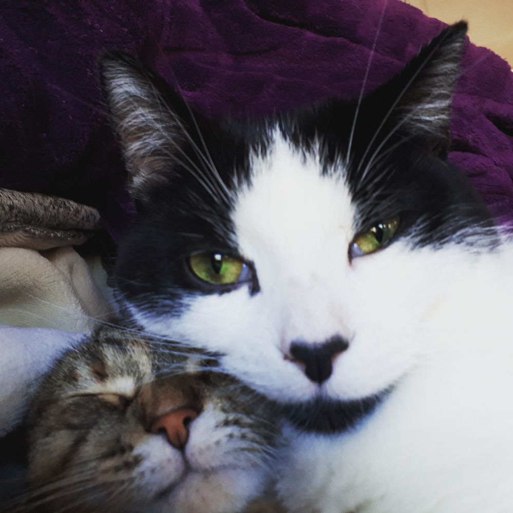 Cuddles.jpg