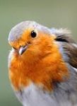 robincropped.jpg