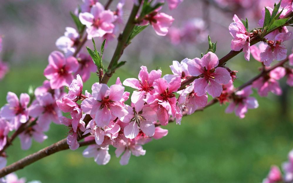 Cherry blossom sprig.jpg