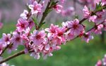 Cherry blossom sprig.jpg
