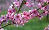 Cherry blossom sprig.jpg