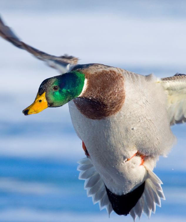 Mallard in Flight.jpg