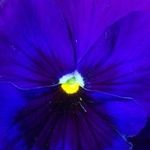 SusanS29