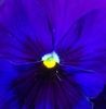 Pansy 1.19.jpg