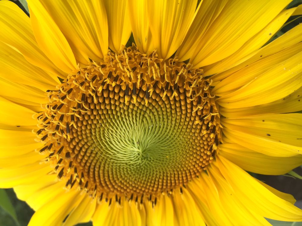 Sunflower 2016.jpg
