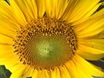 Sunflower 2016.jpg