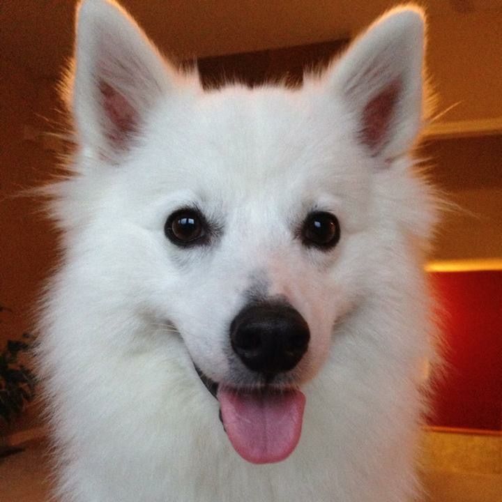 KODI.JPG