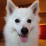 KODI.JPG