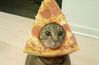 16-cats-who-love-pizza-as-much-as-you-2-8508-1409949779-19_dblbig.jpg