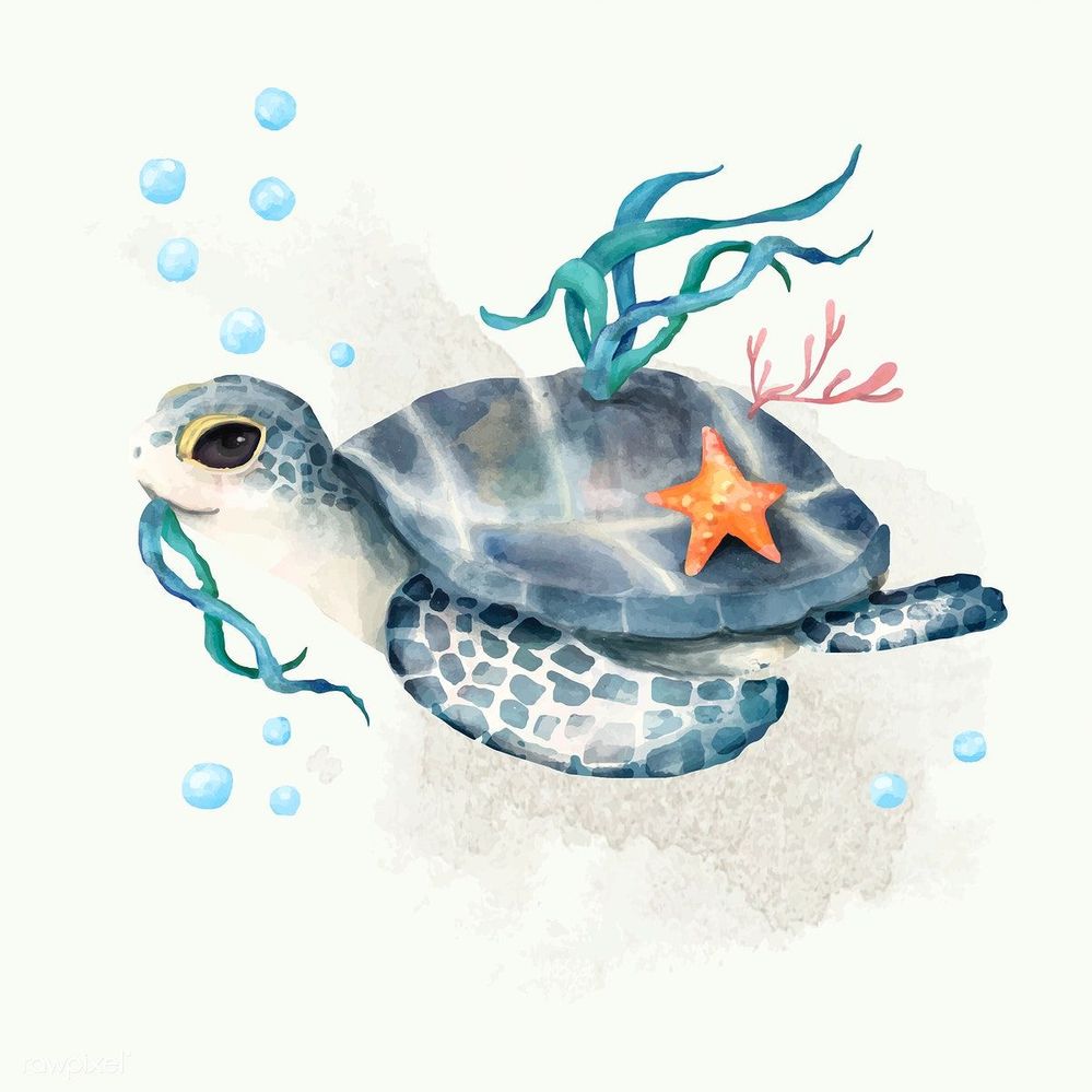 sea turtle.jpg