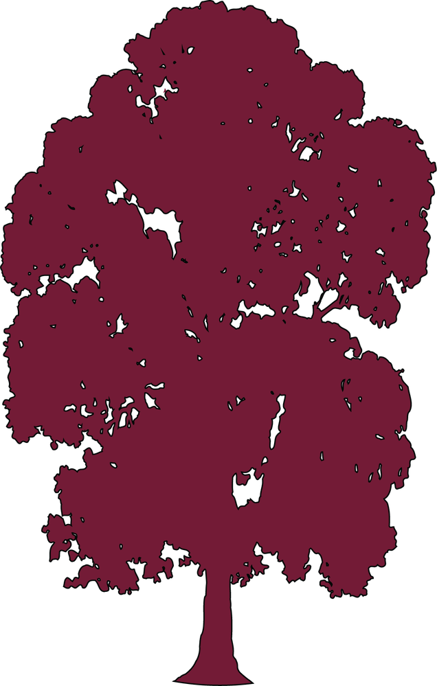 maroon chinquapin tree.png