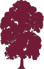 maroon chinquapin tree.png