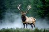 Elk.jpg