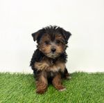 idaho puppy co - Google Search.jpeg