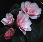 Green Pink Minimalist Elegance Spring Motivational Desktop Wallpaper.png
