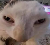 Screenshot 2025-11-04 11.28.41 AM.png