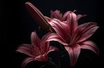 IMG_4151.jpeg