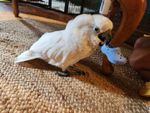 BirdDump4.jpg