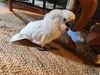 BirdDump4.jpg