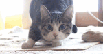 1451098938_FJ6DTMr[1].gif