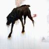 black-dog.jpg