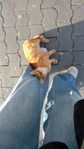 IMG_2449.jpeg