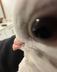 Pigeon eye.png