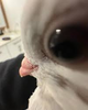 Pigeon eye.png