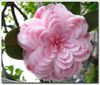 rare_flowers5.jpeg