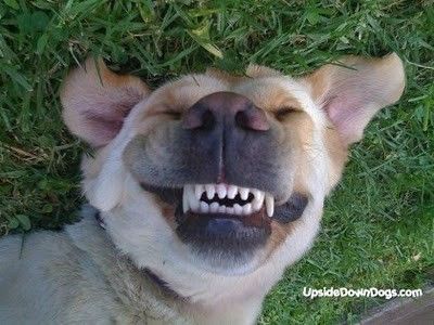 CHEESE!.jpg