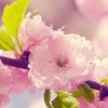 flower.jpg