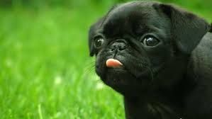 pug.jpg