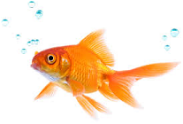 My fish.PNG