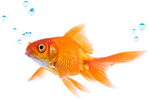 My fish.PNG