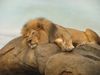 Lion for Google.jpg