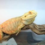 Pionus2