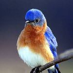 Copy of Bluebird2.jpg