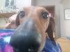 longnosepebbs.JPG