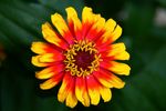 Flower.jpg