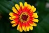 Flower.jpg