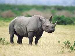 rhino.jpeg